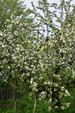 Elma ağaçları baharda bahçede çiçek açar.