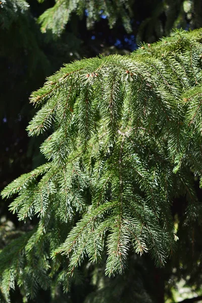 Green Spruce Branch Green Background — Stock Photo, Image