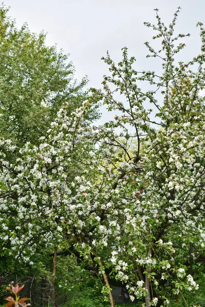 Apfelbäume Blühen Frühling Garten — Stockfoto