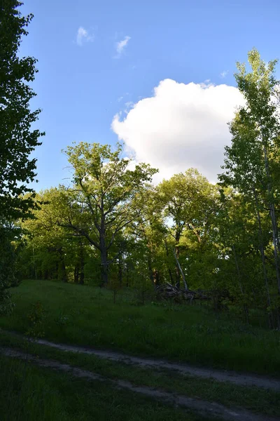 Sentier Dans Les Bois Coucher Soleil — Photo