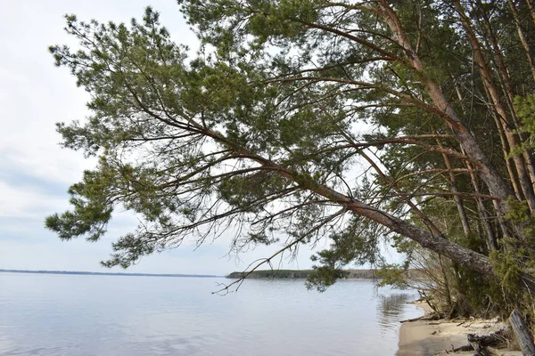 pine trees grow on the river bank