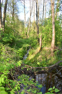 Yeşil yaz ormanında sıcak gün batımı