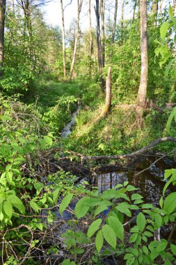 Yeşil yaz ormanında sıcak gün batımı
