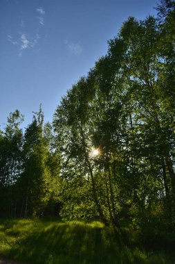 Yeşil yaz ormanında sıcak gün batımı