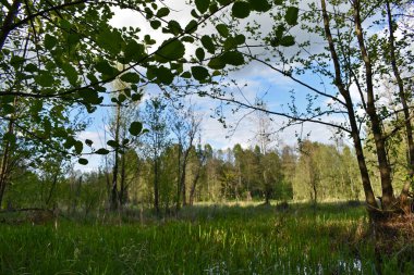 Yeşil yaz ormanında sıcak gün batımı