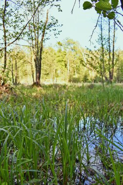 Yeşil yaz ormanında sıcak gün batımı