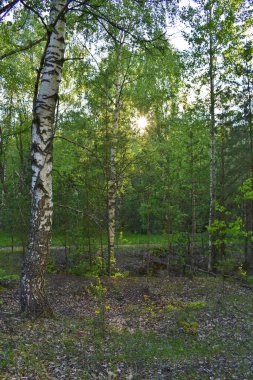 Yeşil yaz ormanında sıcak gün batımı