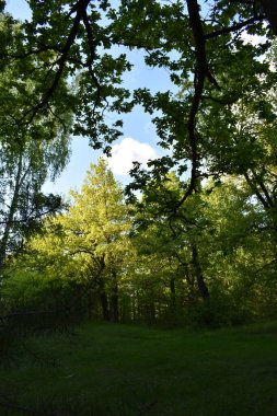 Yeşil yaz ormanında sıcak gün batımı