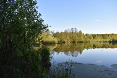 Ormanla çevrili küçük göl