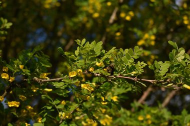 Arı baharda ağaçtan polen toplar.