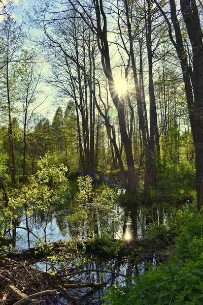 Coucher Soleil Chaud Dans Forêt Verte Été — Photo