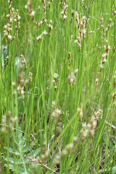 Bella Erba Verde Nel Bosco — Foto Stock