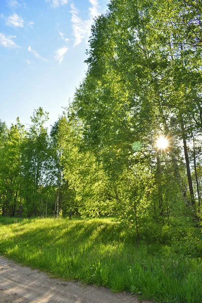 Теплий Захід Сонця Зеленому Літньому Лісі — стокове фото