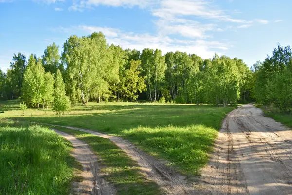 Cálida Puesta Sol Verde Bosque Verano —  Fotos de Stock