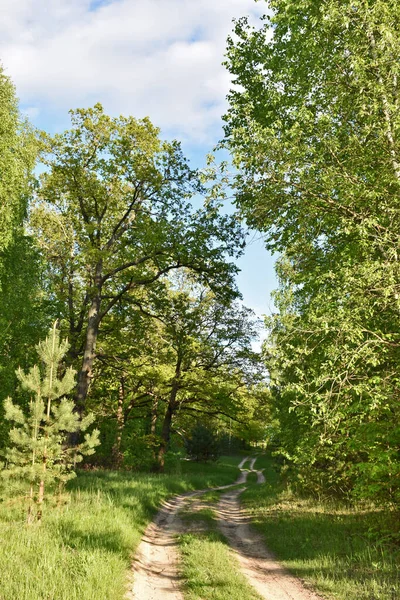 Cálida Puesta Sol Verde Bosque Verano — Foto de Stock