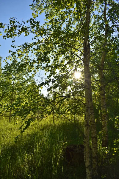 緑の夏の森の暖かい夕日 — ストック写真