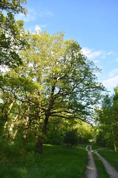 Cálida Puesta Sol Verde Bosque Verano — Foto de Stock