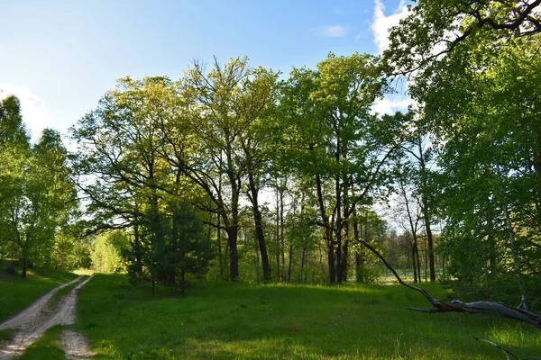 Warme Zonsondergang Het Groene Zomerwoud — Stockfoto