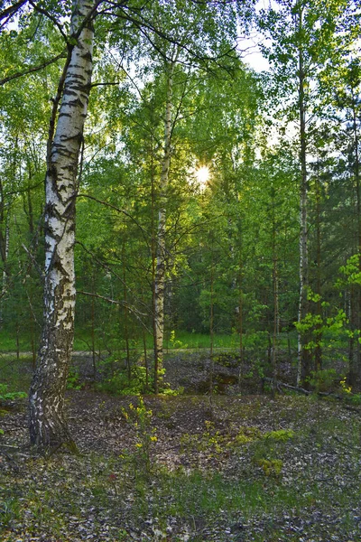 Warme Zonsondergang Het Groene Zomerwoud — Stockfoto