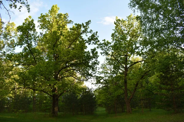 Cálida Puesta Sol Verde Bosque Verano —  Fotos de Stock