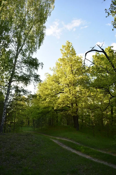 Cálida Puesta Sol Verde Bosque Verano — Foto de Stock