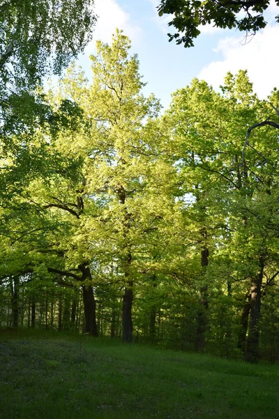 Pôr Sol Quente Floresta Verde Verão — Fotografia de Stock