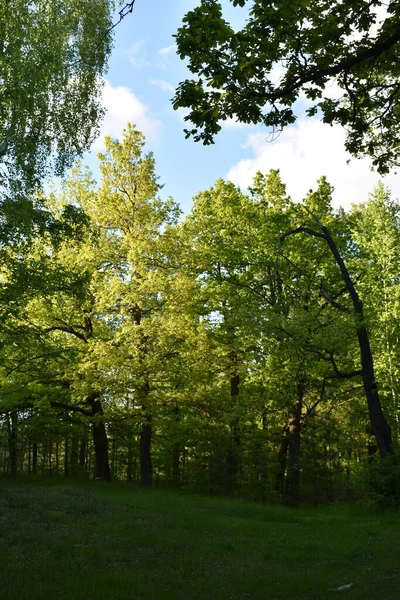 Teplý Západ Slunce Zeleném Letním Lese — Stock fotografie