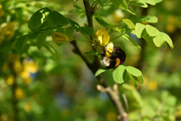 Μέλισσα Συλλέγει Γύρη Από Δέντρο Την Άνοιξη — Φωτογραφία Αρχείου