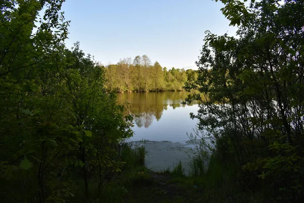 Petit Lac Entouré Forêt — Photo