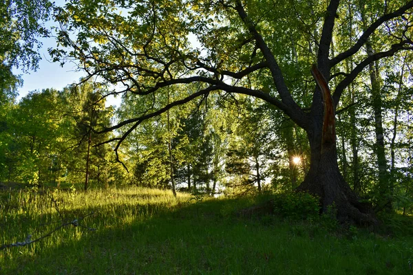 Pôr Sol Quente Floresta Verde Verão — Fotografia de Stock