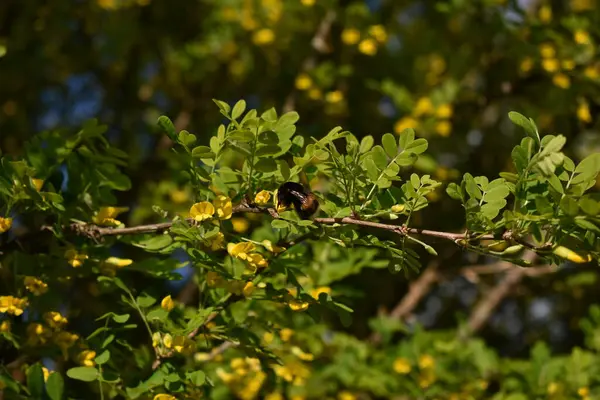 Biene Sammelt Frühjahr Pollen Vom Baum — Stockfoto
