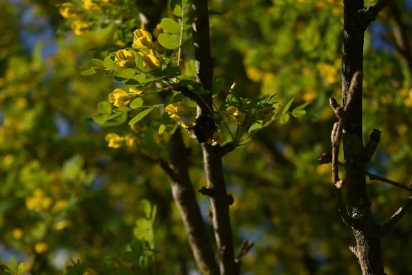 Bin Samlar Pollen Från Träd Våren — Stockfoto