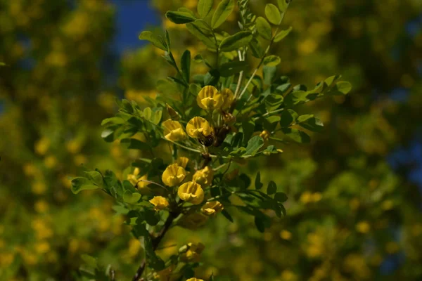 Пчела Собирает Пыльцу Дерева Весной — стоковое фото