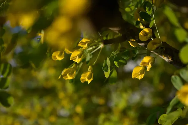 Abelha Coleta Pólen Árvore Primavera — Fotografia de Stock