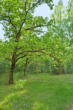 Yaz yeşil ormanında gün batımı