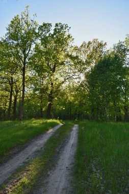 Yaz yeşil ormanında gün batımı