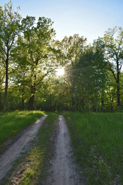 Yaz yeşil ormanında gün batımı