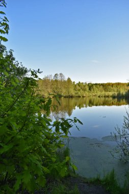 Ormanla çevrili küçük göl