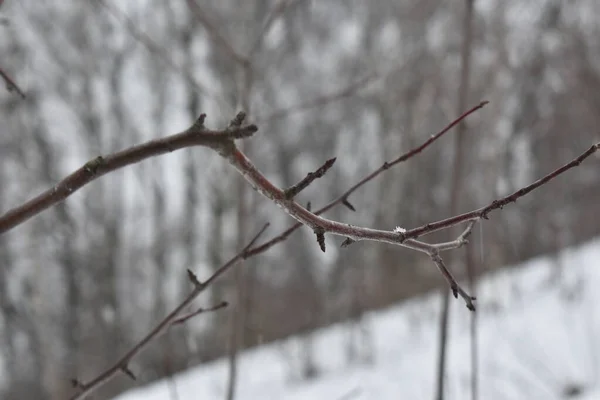 Ramo Albero Nella Foresta Invernale — Foto Stock