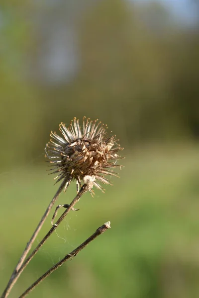 Fiore Secco Cresce Giardino — Foto Stock