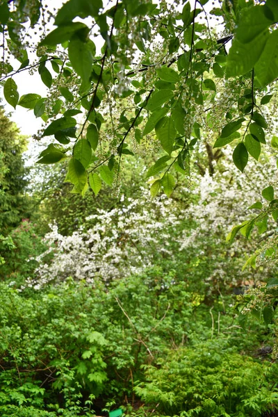 Jarní Zahradě Kvetou Bílé Labutě — Stock fotografie
