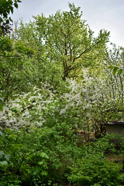 Los Cisnes Blancos Florecen Jardín Primavera —  Fotos de Stock