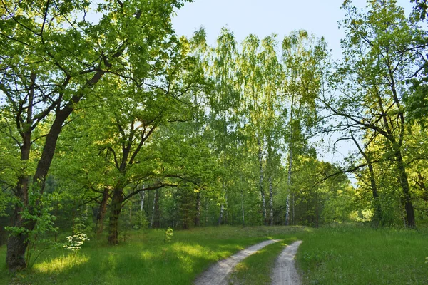 Zonsondergang Het Zomergroene Bos — Stockfoto