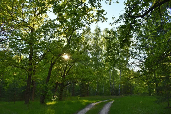 Sunset Summer Green Forest — Stock Photo, Image
