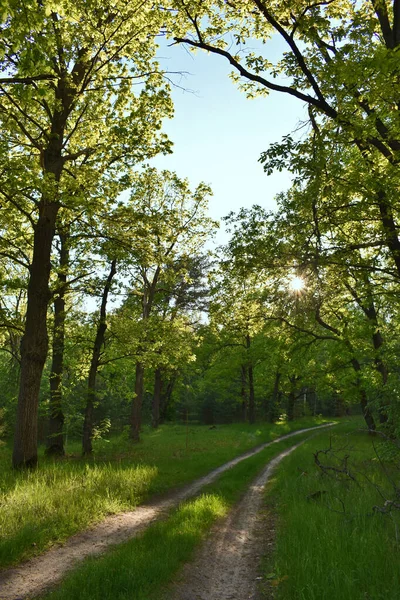Zachód Słońca Letnim Zielonym Lesie — Zdjęcie stockowe