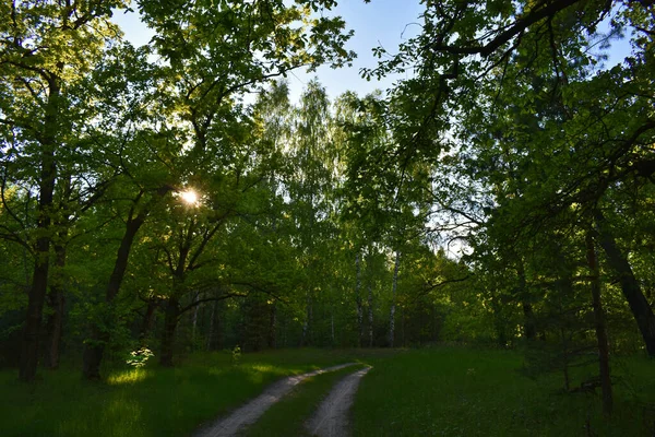 Sunset Summer Green Forest — Stock Photo, Image