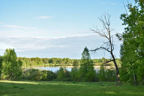 Malé Jezero Obklopené Lesem — Stock fotografie