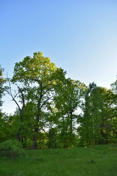 Por Sol Floresta Verde Verão — Fotografia de Stock
