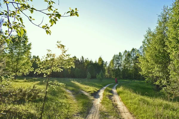 Puesta Sol Bosque Verde Verano —  Fotos de Stock