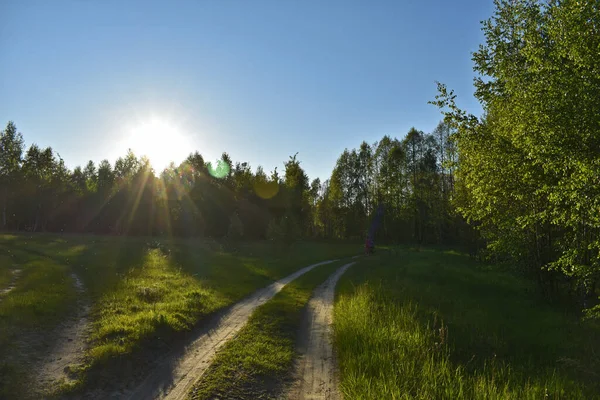 Puesta Sol Bosque Verde Verano — Foto de Stock